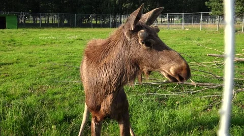 Brown moose. 4K. Stock Footage 65514827