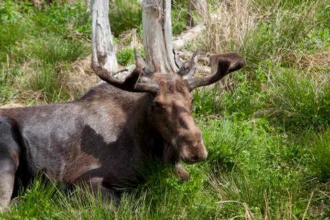 Brown moose in the grass Stock Photos