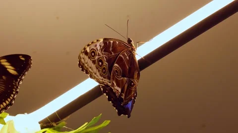 Brown Morpho Peleides butterfly sitting in the room Stock Footage 303889149