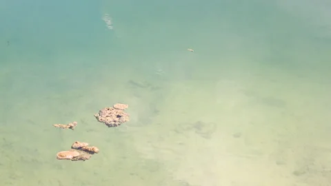 Brown moss floating on the clear water surface, looks strange. Stock Footage 187730105