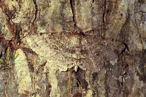 Brown moth camouflaged on tree bark Fotos Stock