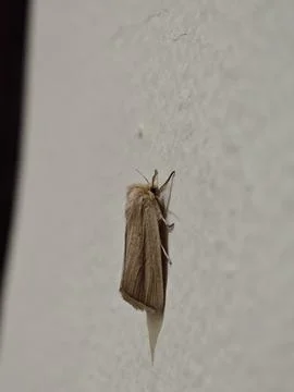 Brown Moth Close-up Resting on a Textured Light Wall Stock Photos