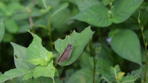 Brown moth on the green leaf Stock Footage 90107457