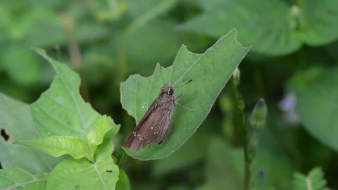 Brown moth on the green leaf Stock Footage 90107567