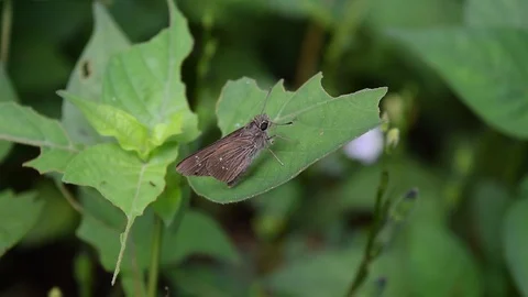 Brown moth on the green leaf Stock Footage 90107703