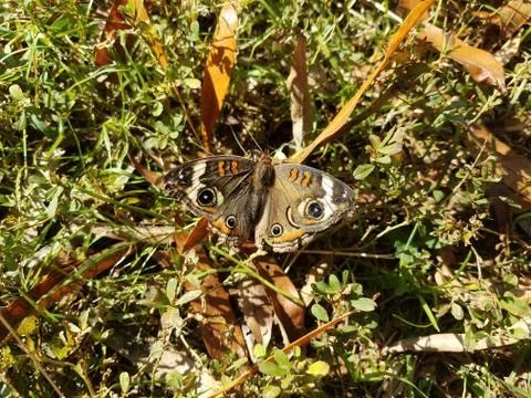 Brown moth insect on ground with grass Stock Photos