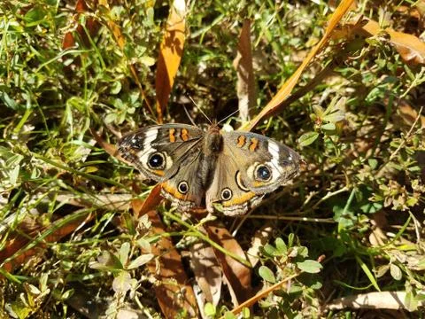 Brown moth insect on ground with grass Stock Photos