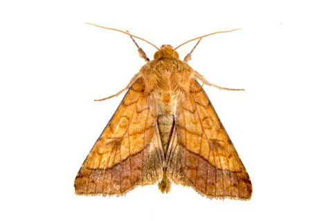 Brown moth isolated on a white background Stock Photos