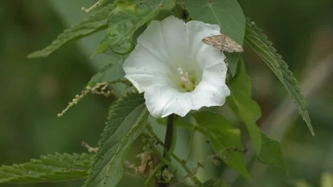 Brown Moth Landing on a White Flower in 4K Slow Motion Stock Footage 341580668
