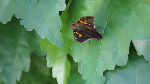Brown moth on a leaf Stock Footage 53200793