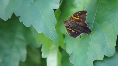Brown Moth on a leaf Stock Footage 53200808