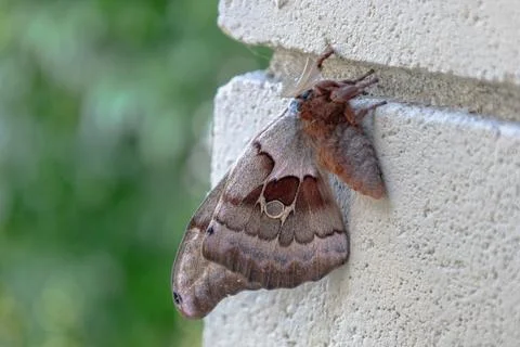 Brown Moth Resting On Brick Wall Stock Photos