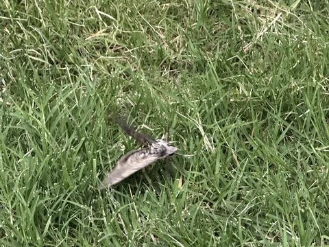 Brown Moth Resting in Green Grass Stock Photos