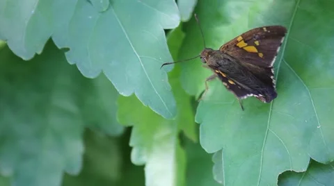 Brown Moth resting on the leaf of a bush quickly flies away Stock Footage 53200797