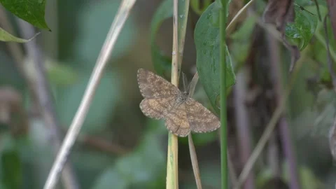 Brown Moth Resting on Plant Stem and Flying Away in 4K Slow Motion Stock Footage 341575602