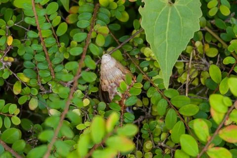Brown moth rests among dense green leaves Stock Photos