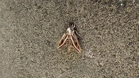 Brown moth similar color to the wall stay still hiding from the sun heat Stock Footage 246512377