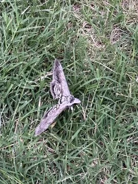 Brown Moth with Spread Wings on Green Grass Stock Photos