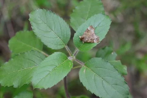 A brown moth with a triangular shape is resting on the top of a leaf Foto stock