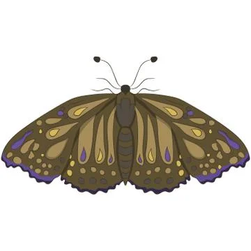 Brown moth. vector illustration. Drawing by hand. Stock Illustration