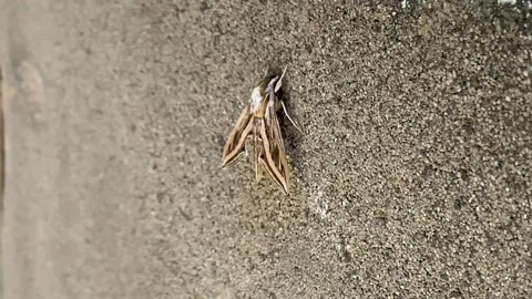 Brown moth on the wall waiting for the darkness Stock Footage 246512375