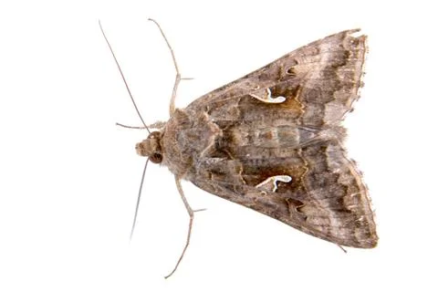 Brown moth on a white background Stock Photos