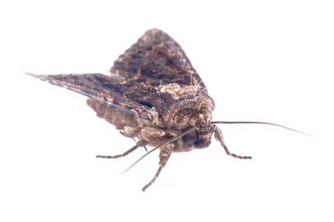 Brown moth on a white background Stock Photos