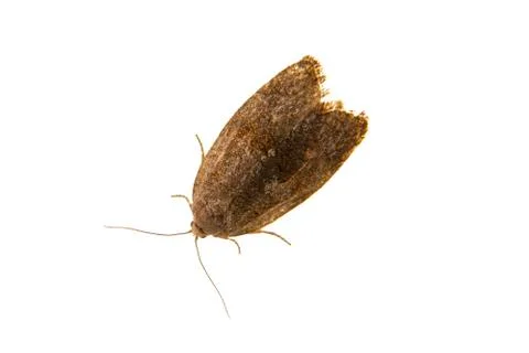 Brown moth on a white background Stock Photos