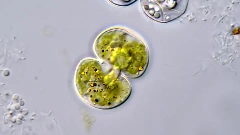 Brown motion in Cosmarium algae cells under microscope 库存影片 311037626