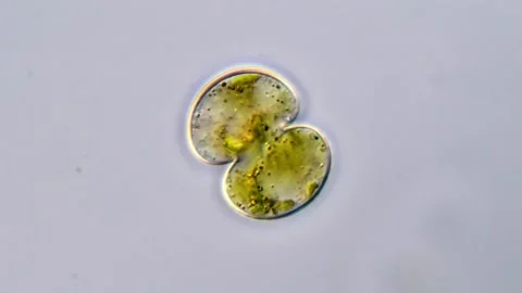 Brown motion in Cosmarium algae cells under microscope 1000x 库存影片 311037675