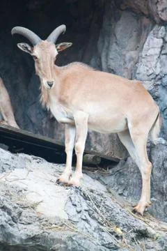 Brown mountain goat Stock Photos