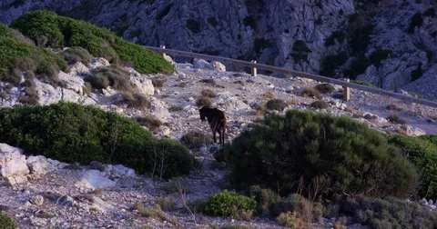 Brown mountain goat standing on a ledge of rock. Mallorca . Cape Formentor. Stock Footage 78619535