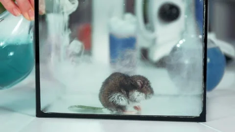 Brown mouse resting inside container near teal liquid in laboratory Stock Footage 340985581
