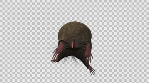 Brown Mouse Running - Back View - With Embedded Alpha- Looped Clip Vídeos de archivo 61377881