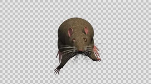 Brown Mouse Running - Front View - With Embedded Alpha- Looped Clip Video stock 61377906