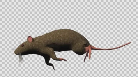 Brown Mouse Running - Left View - With Embedded Alpha- Looped Clip Stock-Footage 61378377