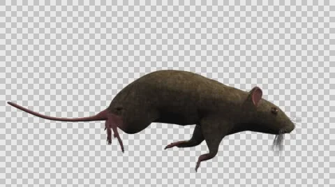 Brown Mouse Running - Right View - With Embedded Alpha- Looped Clip Vídeos de archivo 61378495