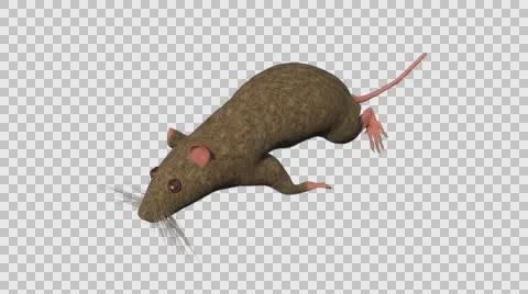 Brown Mouse Running - Top Left Axo View - With Embedded Alpha- Looped Clip Vídeos de archivo 61377939