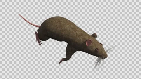 Brown Mouse Running - Top Right Axo View - With Embedded Alpha- Looped Clip Vídeos de archivo 61377916