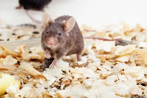 Brown mouse sawdust Stock Photos
