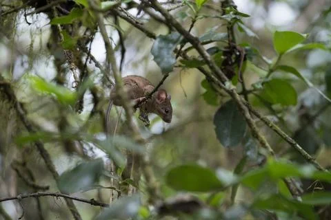 Brown mouse on tree branch in lush green leaves within a dense forest Stock Photos