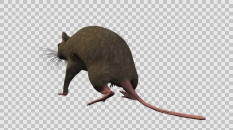 Brown Mouse Walking - Back Left View - With Embedded Alpha- Looped Clip Vídeos de archivo 61378186