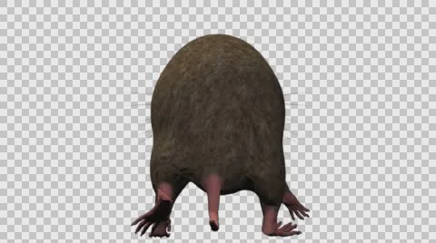 Brown Mouse Walking - Back View - With Embedded Alpha- Looped Clip Video stock 61378150