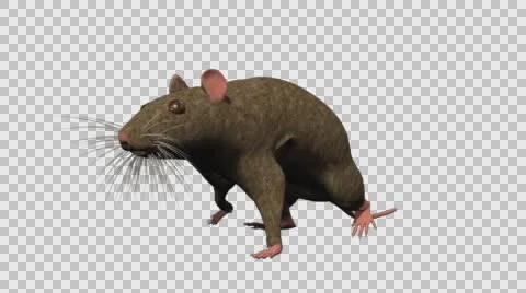 Brown Mouse Walking - Front Left View - With Embedded Alpha- Looped Clip Stock-Footage 61378548