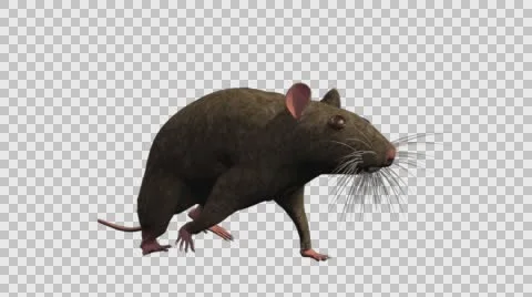 Brown Mouse Walking - Front Right View - With Embedded Alpha- Looped Clip Vídeos de archivo 61378218