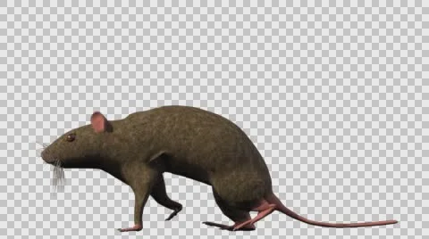 Brown Mouse Walking - Left View - With Embedded Alpha- Looped Clip Vídeos de archivo 61378082