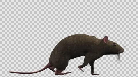 Brown Mouse Walking - Right View - With Embedded Alpha- Looped Clip Vídeos de archivo 61378679