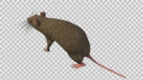 Brown Mouse Walking - Top Back Left Axo View - With Embedded Alpha- Looped Cl Vídeos de archivo 61378597