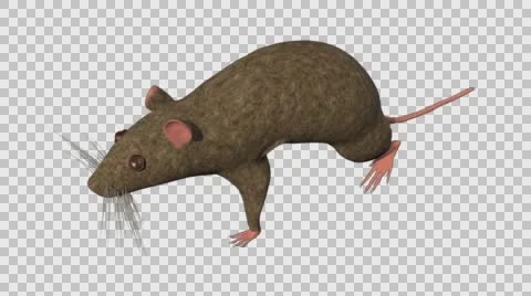 Brown Mouse Walking - Top Left Axo View - With Embedded Alpha- Looped Clip Vídeos de archivo 61378425