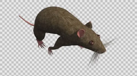 Brown Mouse Walking - Top Right Axo View - With Embedded Alpha- Looped Clip Vídeos de archivo 61378178